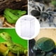 thumbnail image 5 of Caja de alimentación de insectos, 12 x 12 x 20 cm, caja de cría de acrílico transparente para reptiles, arañas, lagartos, escorpiones, ciempiés, ranas cornudas y escarabajos, 5 of 7