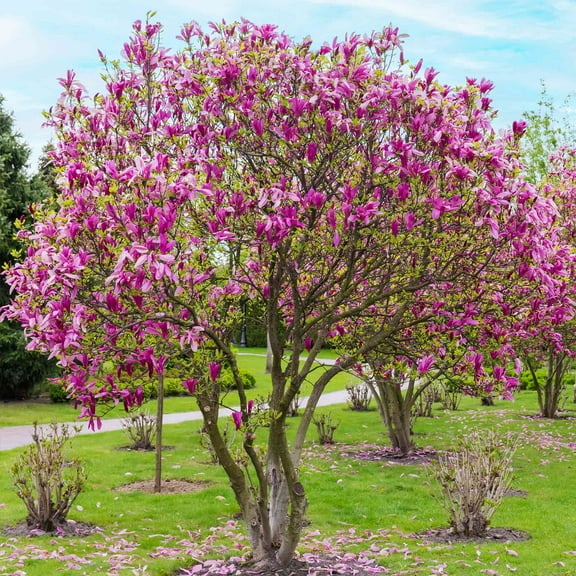 Jane Magnolia Tree