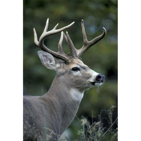 Posterazzi PDDUS51AWO0027 White-Tailed Deer Buck Washington Poster Print by Art Wolfe - 18 x 27 in.