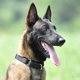 thumbnail image 1 of Collar de perro Martingale duradero a prueba de fugas para perros medianos de ni?os y ni?as: uso diario de entrenamiento para caminar. Medio. Negro XianweiShao 8390606818997, 1 of 1