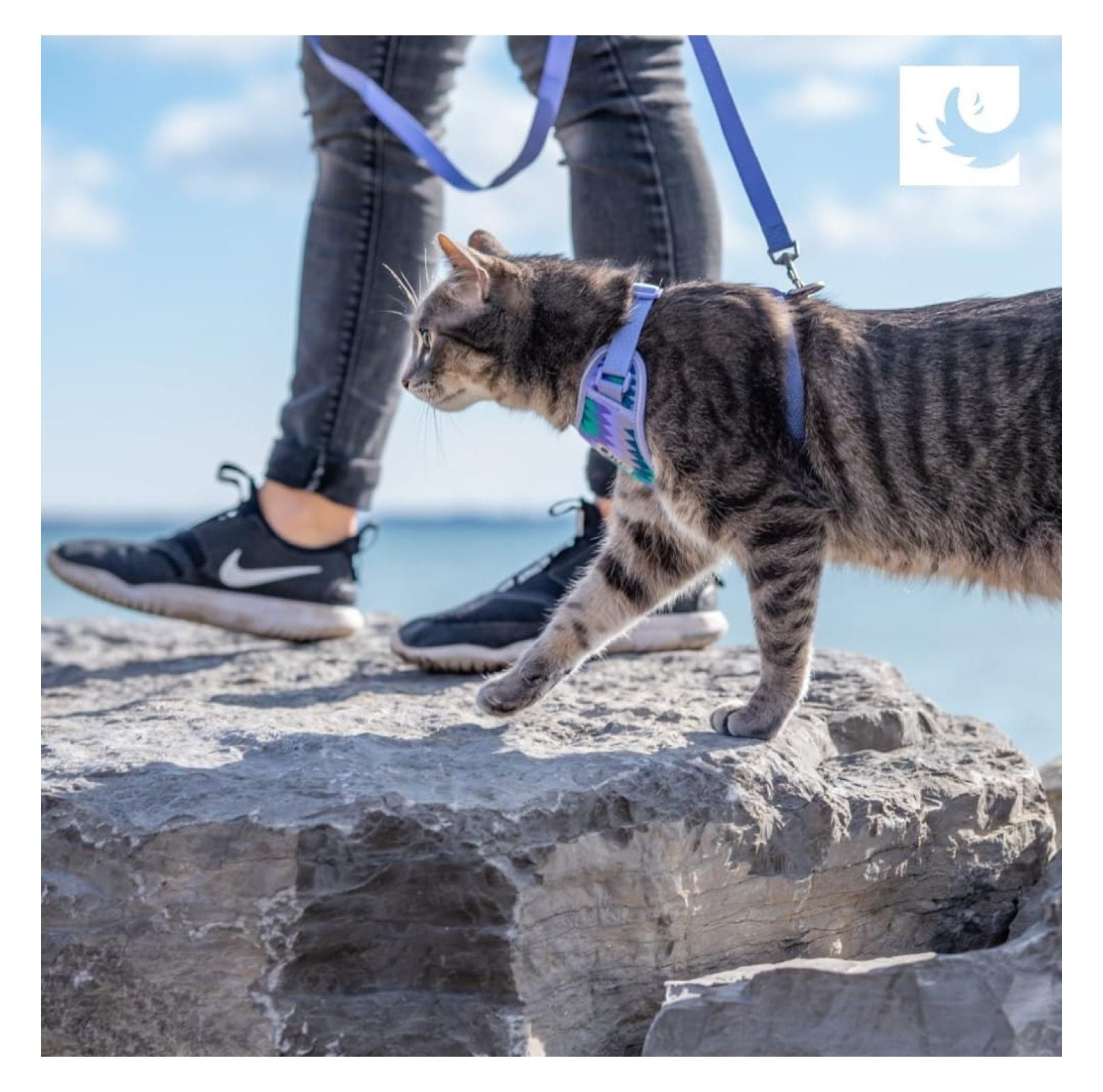 RC Pets Adventure Kitty Cat Harness | Adjustable Airmesh Vest with D-Ring and 6ft Leash for Walking and Travel | Marigold, Large