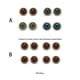 thumbnail image 5 of Injueey Globo ocular de 12mm para manualidades, muñeca con ojos, juguetes de animales, de globos oculares, accesorio aterrador, reparación Type1 NO1 Injueey CBP120520, 5 of 6