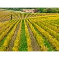 thumbnail image 2 of Eggers, Julie 32x25 Gold Ornate Wood Framed with Double Matting Museum Art Print Titled - Italy-Tuscany Colorful vineyard in autumn, 2 of 4