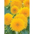 thumbnail image 3 of Burpee Teddy Bear Sunflower Flower Seed, 3 of 3