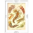 thumbnail image 5 of Art.com Nudibranch Gastropod Mollusks Art Print by Ernst Haeckel, White Frame Wall Art, 21" x 29", 5 of 5