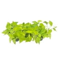 thumbnail image 3 of 7-PK Live Neon Pothos, Epipremnum aureum 'Neon', Air Purifying Indoor Plant, Low Light Houseplant, Easy Care Plant, 4-inch Pot(s), 3 of 6