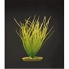Marina Hairgrass Plant - 8" Tall