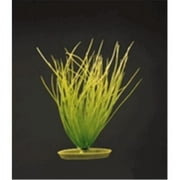 Marina Hairgrass Plant - 8" Tall