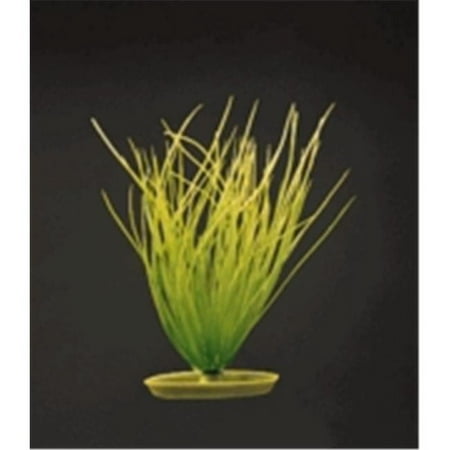 Marina Hairgrass Plant - 8" Tall