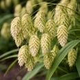 thumbnail image 7 of Northern Sea Oats Plug (2) (Chasmanthium latifolium) – Ornamental Native Grass for Shade, Drought-Tolerant, Easy to Grow, 7 of 7