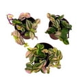 thumbnail image 2 of Tradescantia Quadricolor Zebrina Pendula Wandering Dude, 2 inch Set of 3, Tiny Mini Pixie Plant, 2 of 6