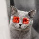 thumbnail image 1 of Gafas rojas para mascotas, para mascotas, para tomar fotografías de mascotas, accesorios para mascotas, artículos para gatos, gafas para gatos, 1 of 4
