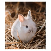 (2 pack) Tiny Friends Farm Hazel Hamster Food 2lb
