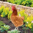 thumbnail image 3 of Pots de Poule, Acrylique 3Pcs Durable Multipurpose Poulet Piquets Facile à Utiliser pour l'Extérieur, 3 of 8