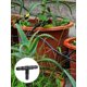 thumbnail image 4 of 100pcs Tee Connectors Irrigation System 1/4 Inch Barb Connector Drip Irrigation Tee Pipe - PVC Sprinkler Automatic Irrigation Watering System Tool Kit, 4 of 5