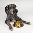 thumbnail image 4 of Tazón Pequeño para Mascotas Snoop Doggie Doggs Dorado Deluxe, 4 of 9