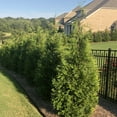 thumbnail image 4 of Expert Gardener 36" Green Giant Arborvitae Live Shrub Plants in 10" Grower Pot, Full Sun, 4 of 9