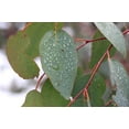 thumbnail image 2 of Rainbow Eucalyptus Tree 20 Seeds - -Eucalyptus deglupta Smooth Colored Bark -Tropical - Bonsai - Container Growing, 2 of 5