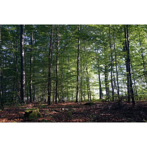 Forest Moss Autumn Forest Aesthetic Nature Tree 12 Inch By 18 Inch Laminated Poster With Bright Colors And Vivid Imagery Fits Perfectly In Many Attractive Frames Walmart Com Walmart Com