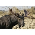 thumbnail image 3 of Hi-Line Gift 24” Standing Moose Garden Statue, Driftwood Composition, Intricate Detail, 3 of 7