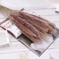 thumbnail image 3 of Naiovety 15 piezas de plantas de hierba de Pampas secas, ramo de plantas, decoración de ramo de interior, escena DIY, accesorio de caña seca para fiesta Kits de decoración para fiestas NO1 Naiovety HA035508-00B, 3 of 6