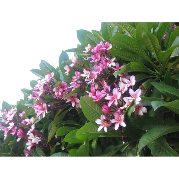 Hawaiian Tropical 11" Pink Plumeria Plant Cutting Unrooted  Full Sun, Grow Indoors or Outdoors