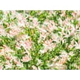 thumbnail image 4 of 2 Gallon Dappled Willow Shrub, 4 of 5