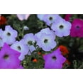 thumbnail image 4 of Dwarf Petunia Flower Seed Mix/Perennial/Full Sun/ 50K Seeds 1/4 oz/ Zellajake Farm and Garden- B229, 4 of 5