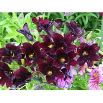 25 Chilean BLACK PAINTED TONGUE Salpiglossis Sinuata Paisley Flower Seeds