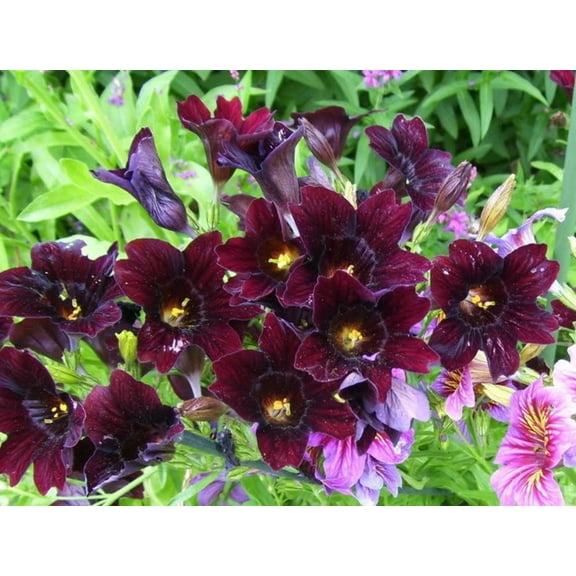 25 Chilean BLACK PAINTED TONGUE Salpiglossis Sinuata Paisley Flower Seeds