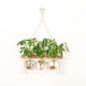 thumbnail image 3 of para Colgar en , Jarrón de de Terrario de para Oficina de Plantas Hidropónicas, 3 of 9