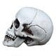 thumbnail image 2 of Utilería de calavera de Halloween, esqueleto de simulación de plástico, decoración para fiesta, juguete complicado, 1 ud., 2 of 2