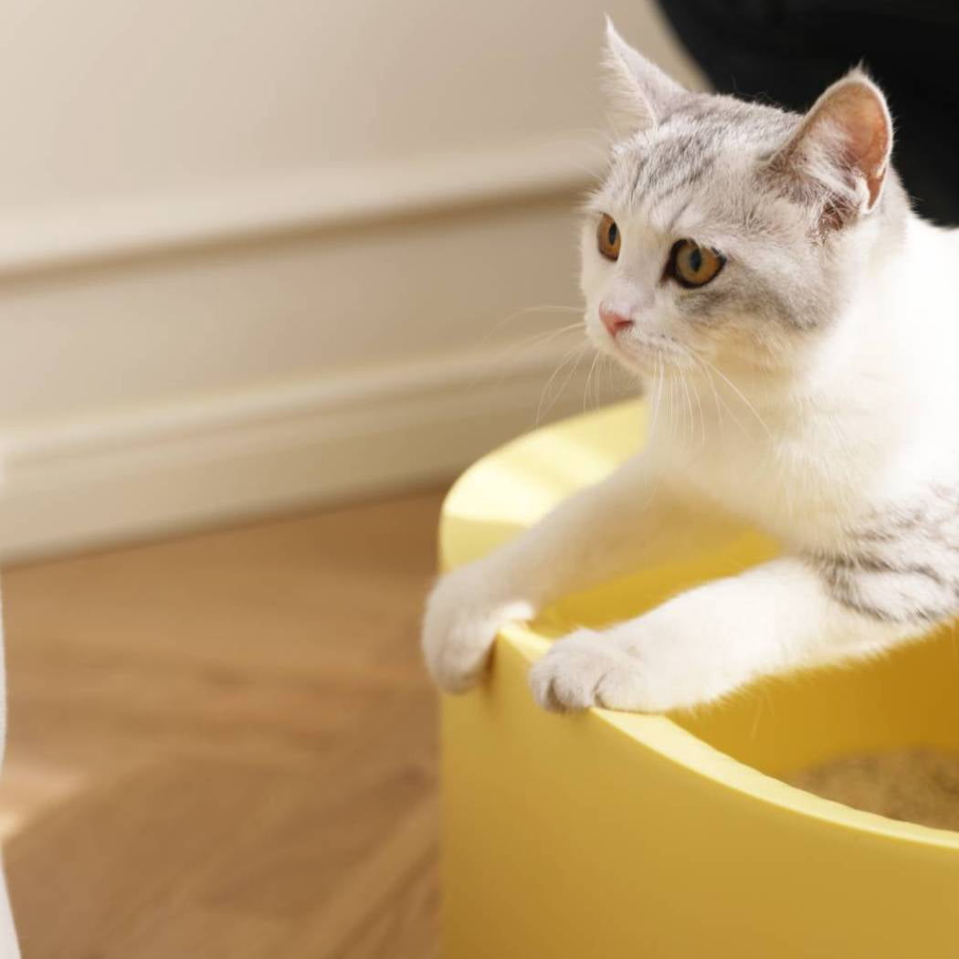 Michu Macaron High Edge Open Style Extra Large Cat Litter Box, Scoop Included Pineapple