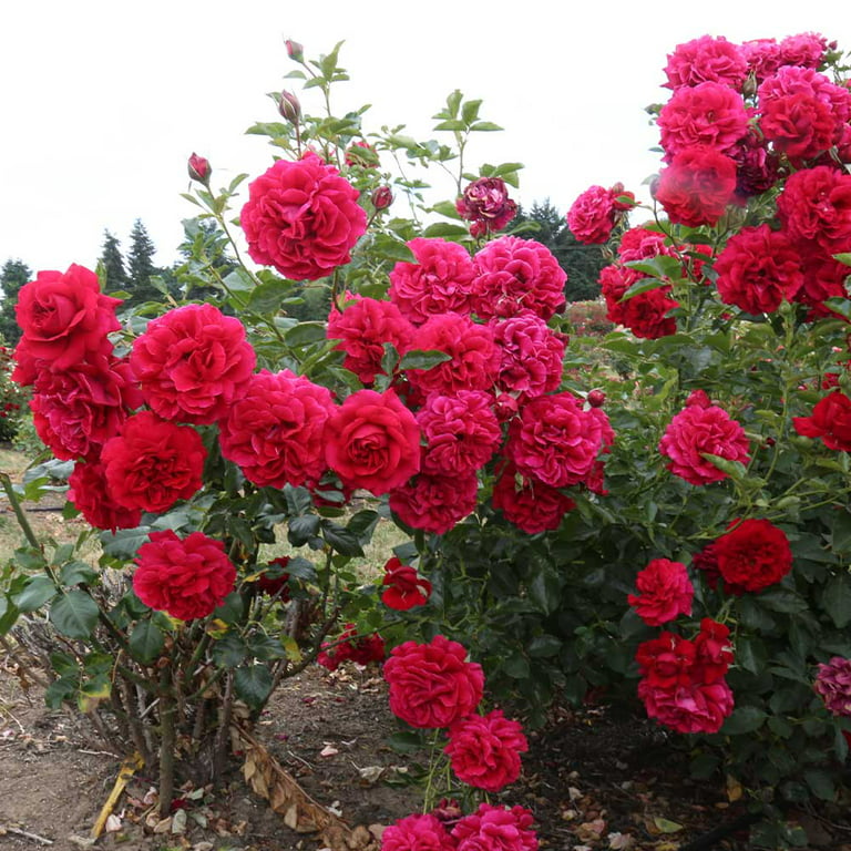Crimson Red Miniature Roses  Delicate Fragrance Flowers Plant