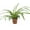 1 Plant, variant on Enchanting Spider Plant - Live Starter Plant in a 2 Inch Pot - Chlorophytum Comosum - Nature's Green Symphony for Your Home