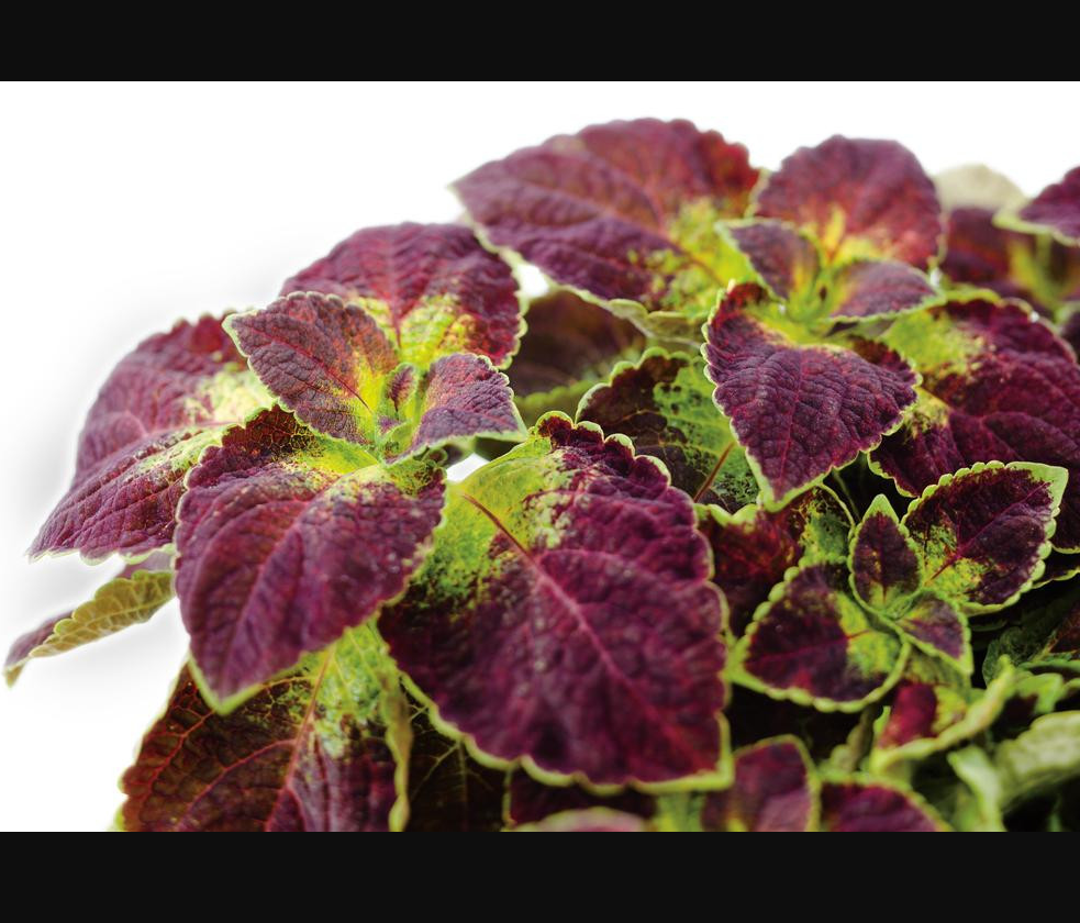 Pack of 3 Dipt In Wine Coleus Live Starter Plant for Planting, Vibrant Magenta Dark Red Foliage, 4-8 Inch Tall, No Ship Pot