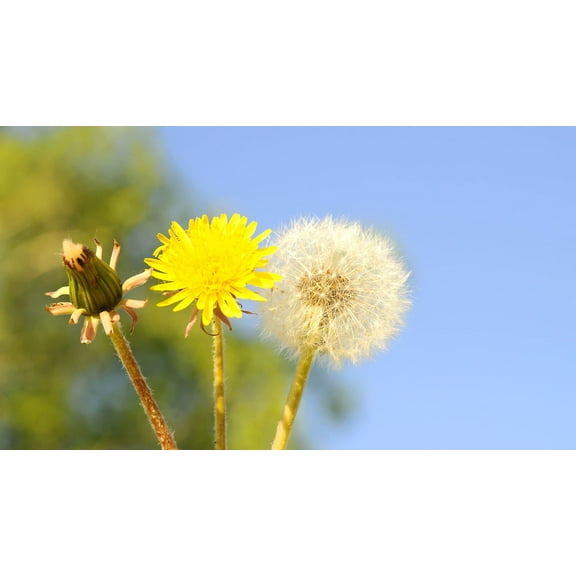 500 Dandelion Herb Seeds for Planting - Taraxacum officinale Perennial Herb Flowers