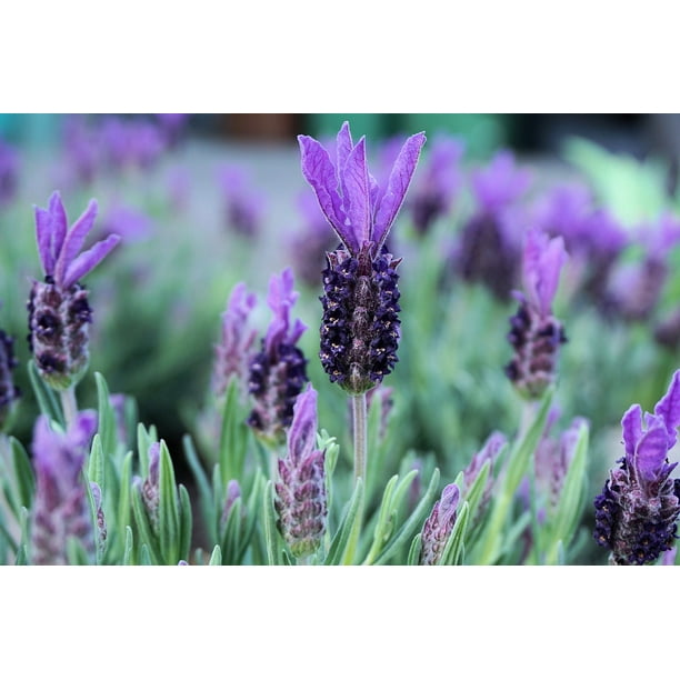Purple Lavender Smell Garden Flowers Nature12 Inch BY 18 Inch Laminated Poster With Bright