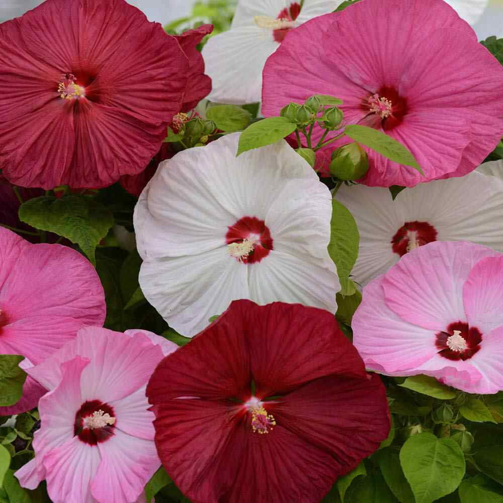 Outsidepride Hibiscus Luna Flower Seed Mix - 20 Seeds - Walmart.com