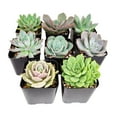 thumbnail image 4 of Echeveria Succulent Pack, Beautiful Rosette Succulents - 2 Succulents, 4 of 6