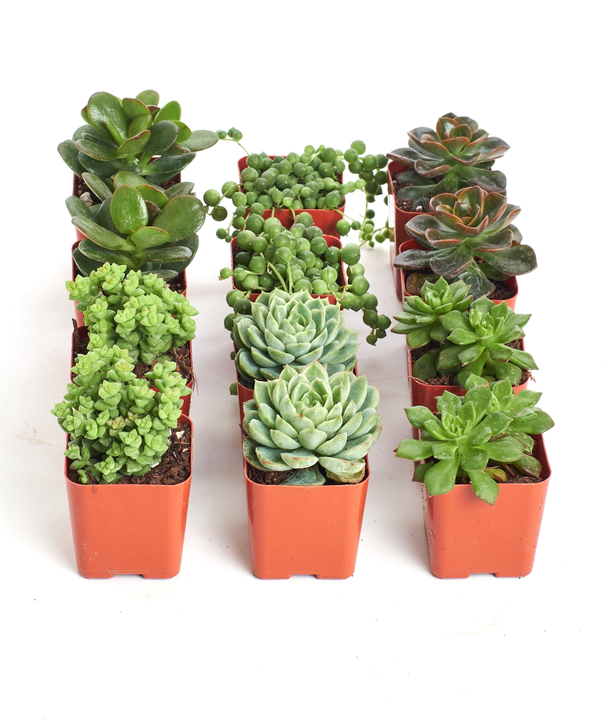 Home Botanicals Green Succulent (Collection of 12)