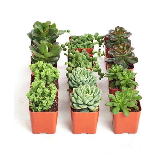 Home Botanicals Green Succulent (Collection of 12)