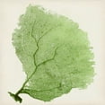 thumbnail image 2 of Vision Studio 26x26 White Modern Wood Framed Museum Art Print Titled - Sea Fan IX, 2 of 4