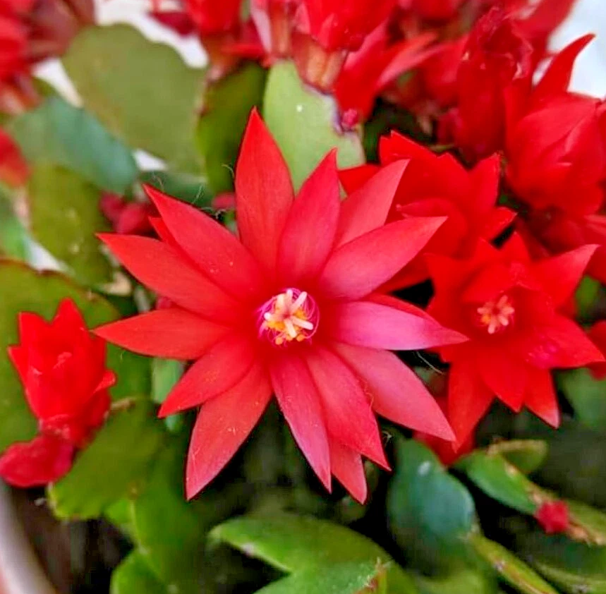 Red Easter Cactus Plant Live for Planting, Easter Cactus Flower Plant for Indoor Outdoor 4 to 6 Inch Tall