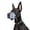 Blue, variant on Dog Muzzle for Small Large Dogs - Soft Nylon Basket Muzzle with Adjustable Strap, Breathable Mesh Design Prevents Biting Chewing Licking Eating - Ideal for Training, Grooming & Vet Visits (Yellow, M)