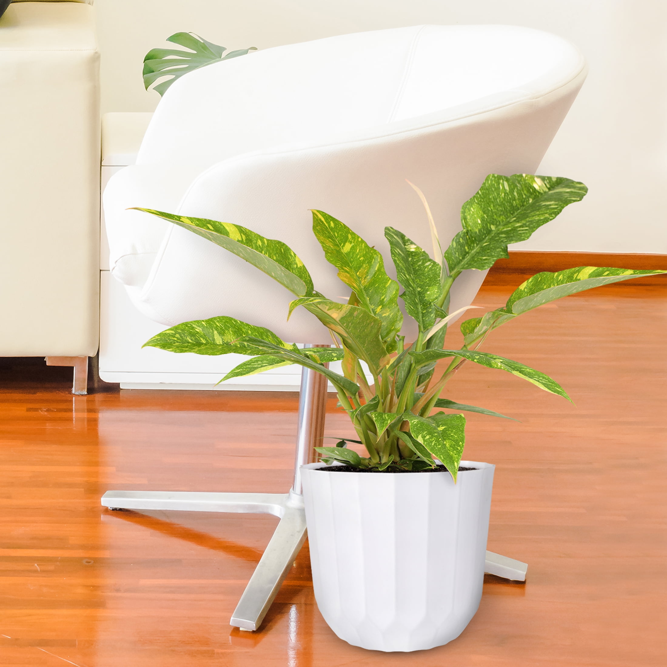 Wild Interiors Philodendron Ring of Fire – Vibrant Foliage in White Planter – 8in