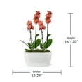 thumbnail image 6 of Just Add Ice 16-30" Salmon Premium Orchid Duo Live Plants in 10" White Dot Ceramic Planter, House Plant, 6 of 6