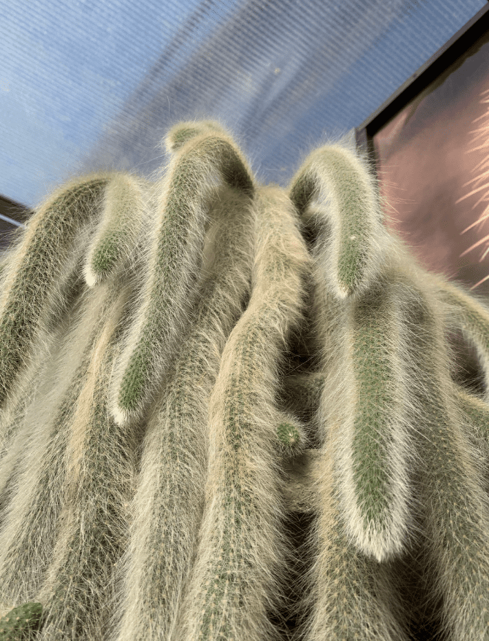 Monkey Tail Cactus Live Plants for Hanging Basket, Trailing Monkeys Tail Indoor Outdoor in 2 Inch Pot