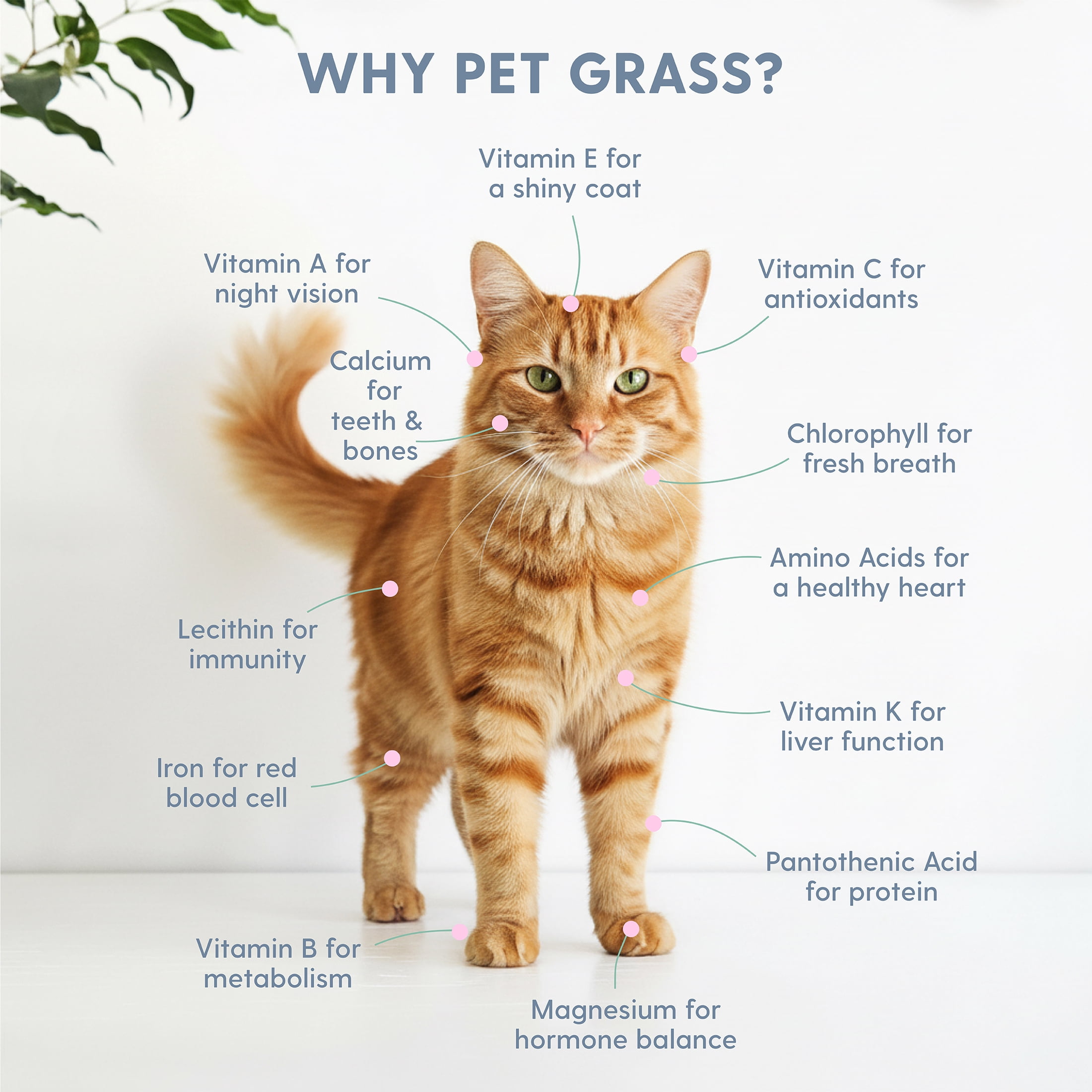 The Cat Ladies Black Cat Mug Pet Grass Grow Kit, Organic Blend
