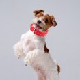 thumbnail image 3 of CSChome Adjustable Pet Collar Dog Collar - Adjustable Nylon Long-Lasting Neck Circle with Traction Ring, 3 of 7